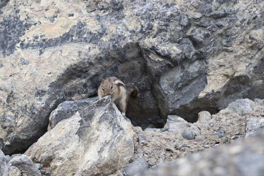 Callospermophilus lateralis tescorum (Hollister 1911) resmi