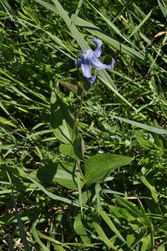 Imagem de Clematis integrifolia L.