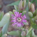 صورة Delosperma robustum L. Bol.