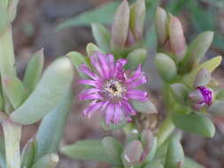 Image of Delosperma robustum L. Bol.