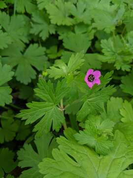 Image of Geranium ocellatum Cambess. ex Jacquem.