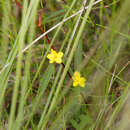 Sivun Hibbertia salicifolia (DC.) F. Müll. kuva