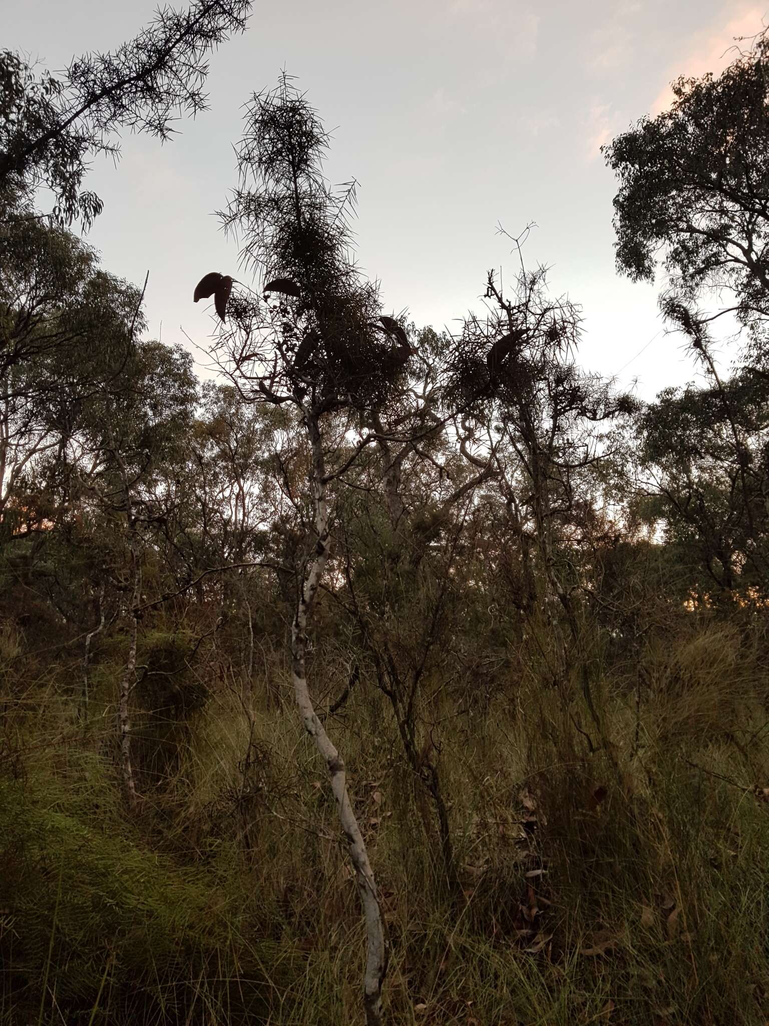 Image of Hakea ulicina R. Br.