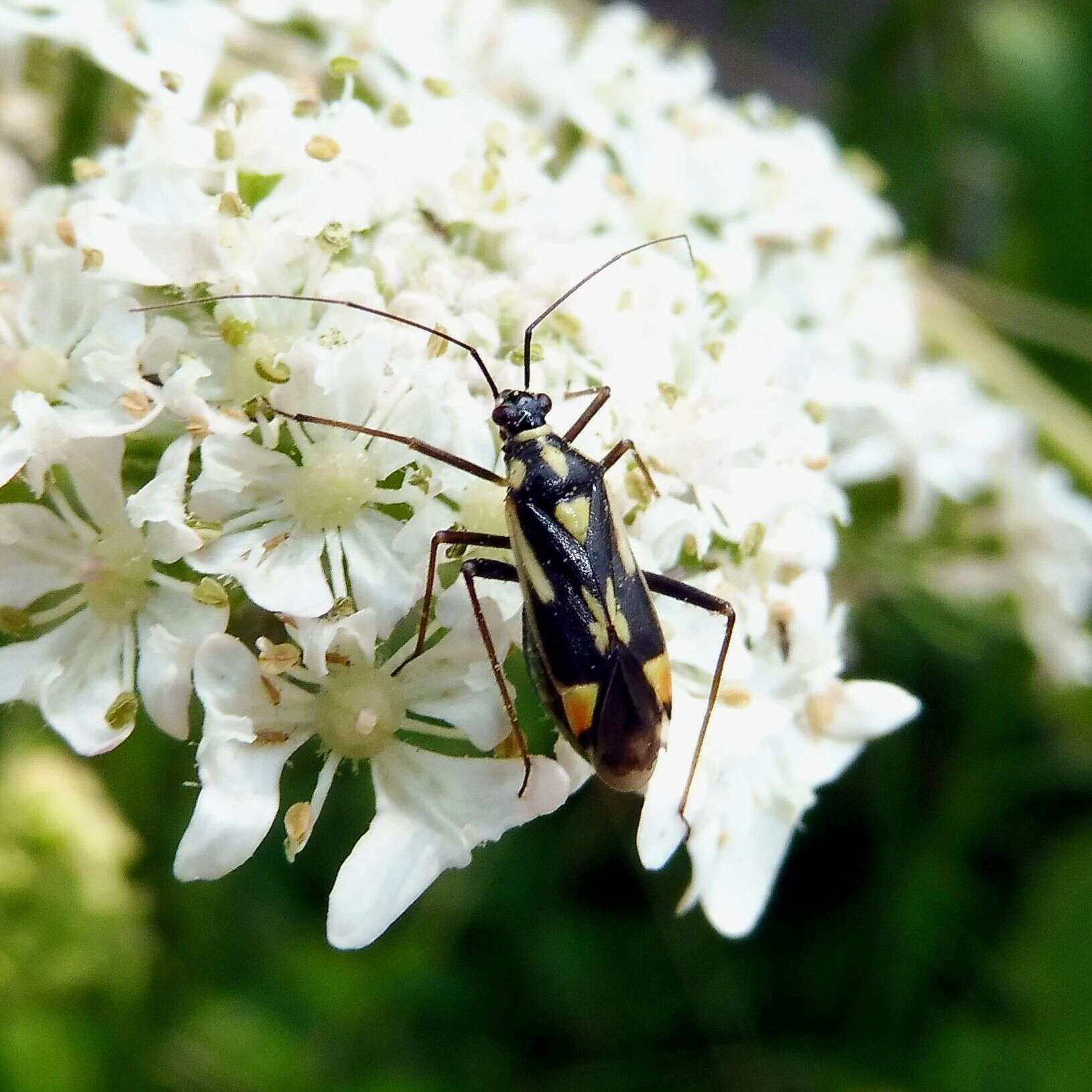 Image of Grypocoris stysi (Wagner 1968)