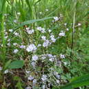 صورة Limonium calabrum Brullo