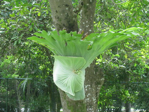 Image of staghorn fern