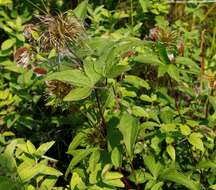 Imagem de Clematis fusca Turcz.