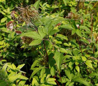 Image of Clematis fusca Turcz.