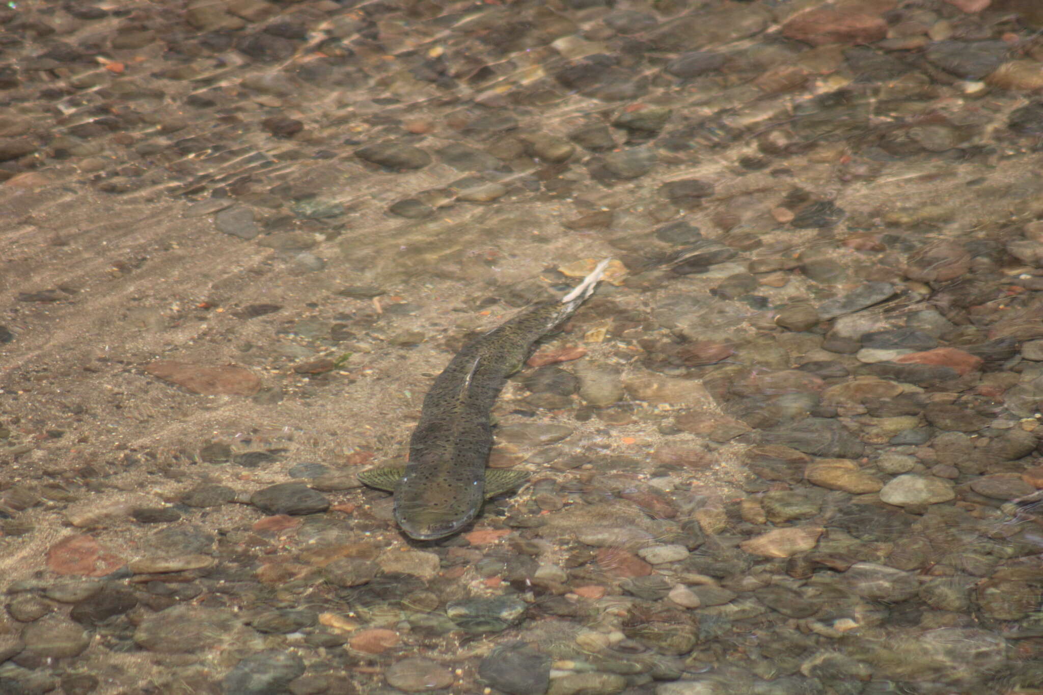 Image of Oncorhynchus mykiss gairdnerii (Richardson 1836)