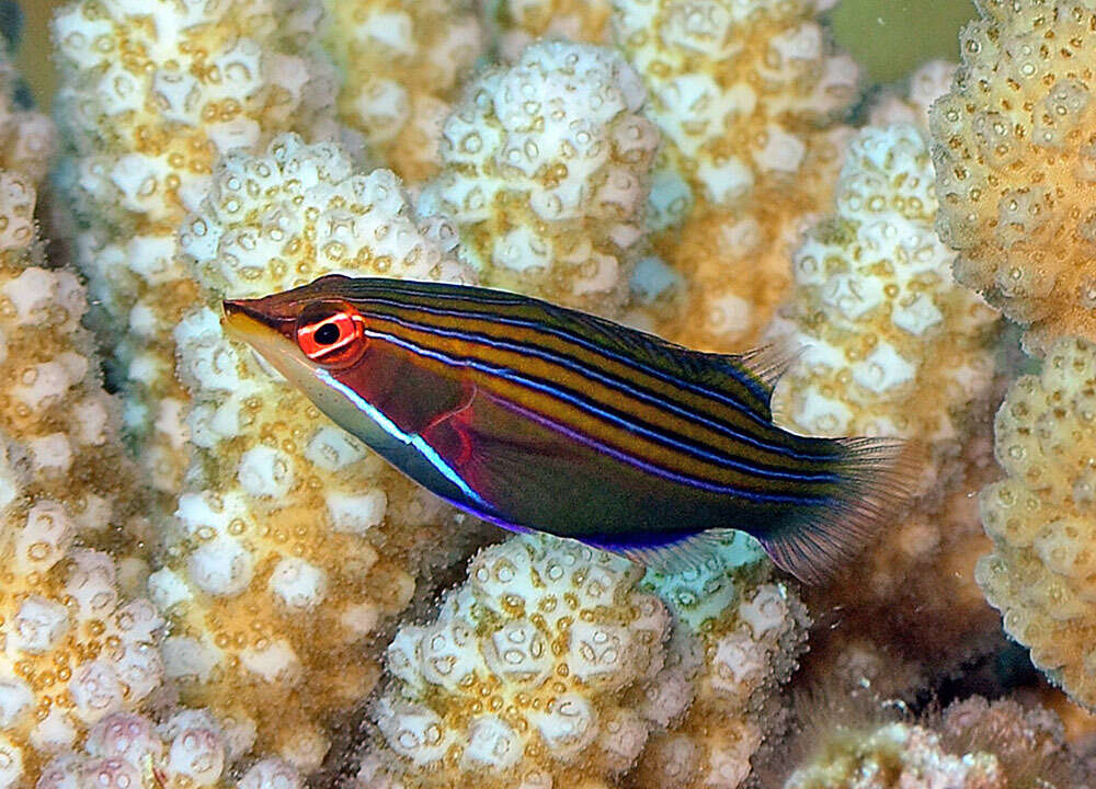 Image of Four-lined wrasse