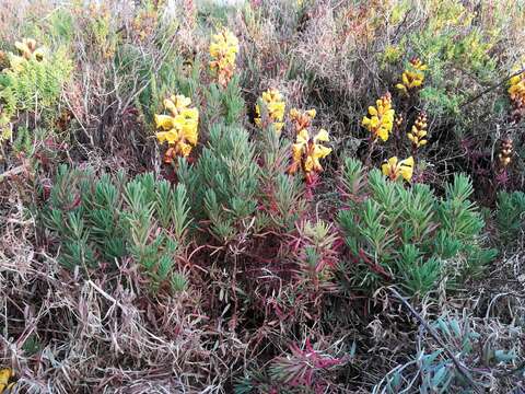 Image of herbaceous seepweed