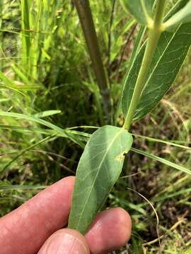 Image de Asclepias meadii Torr. ex A. Gray