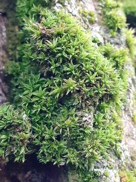 Image of orthotrichum moss