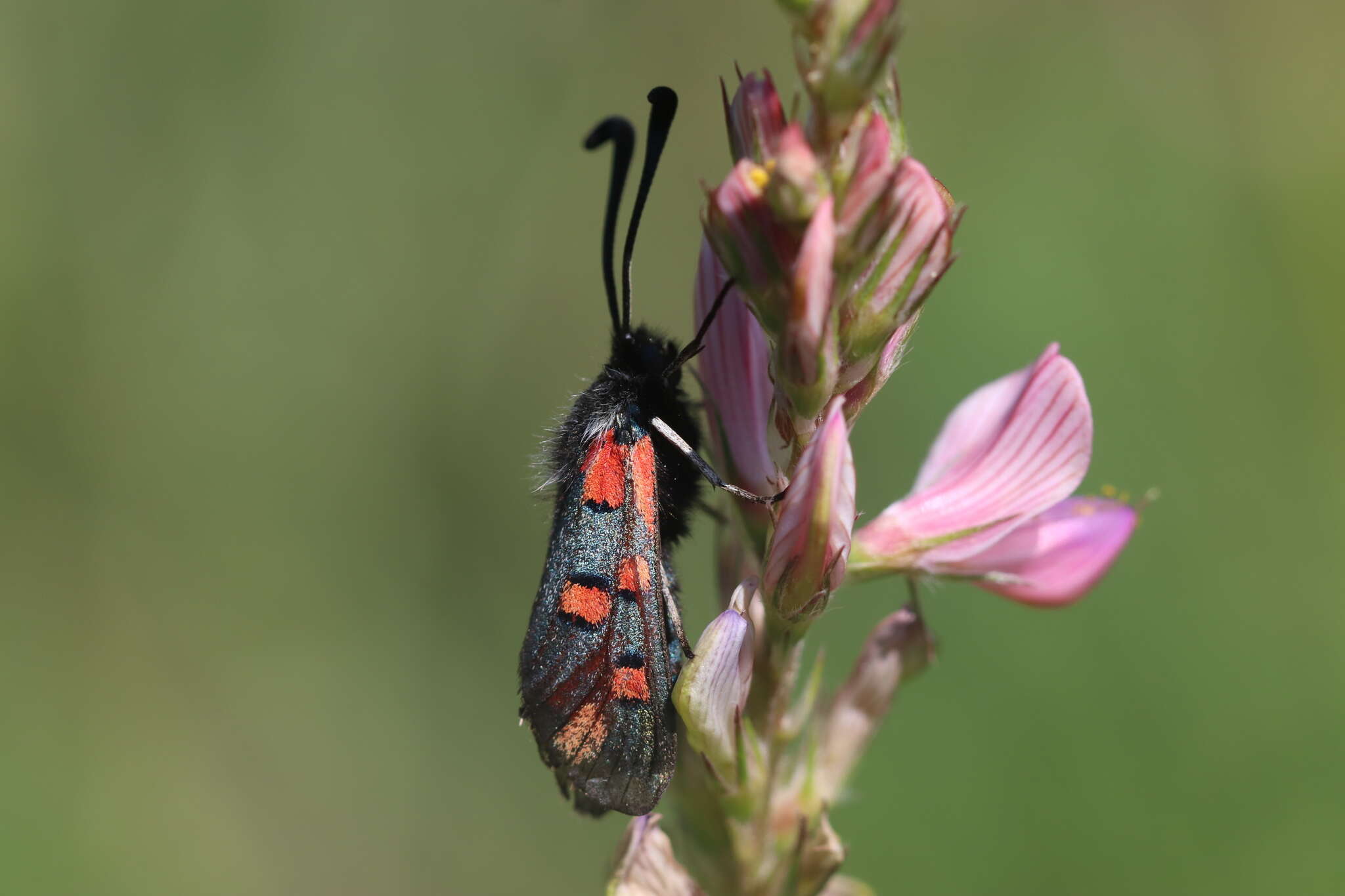 Image of Zygaena rhadamanthus Esper 1793