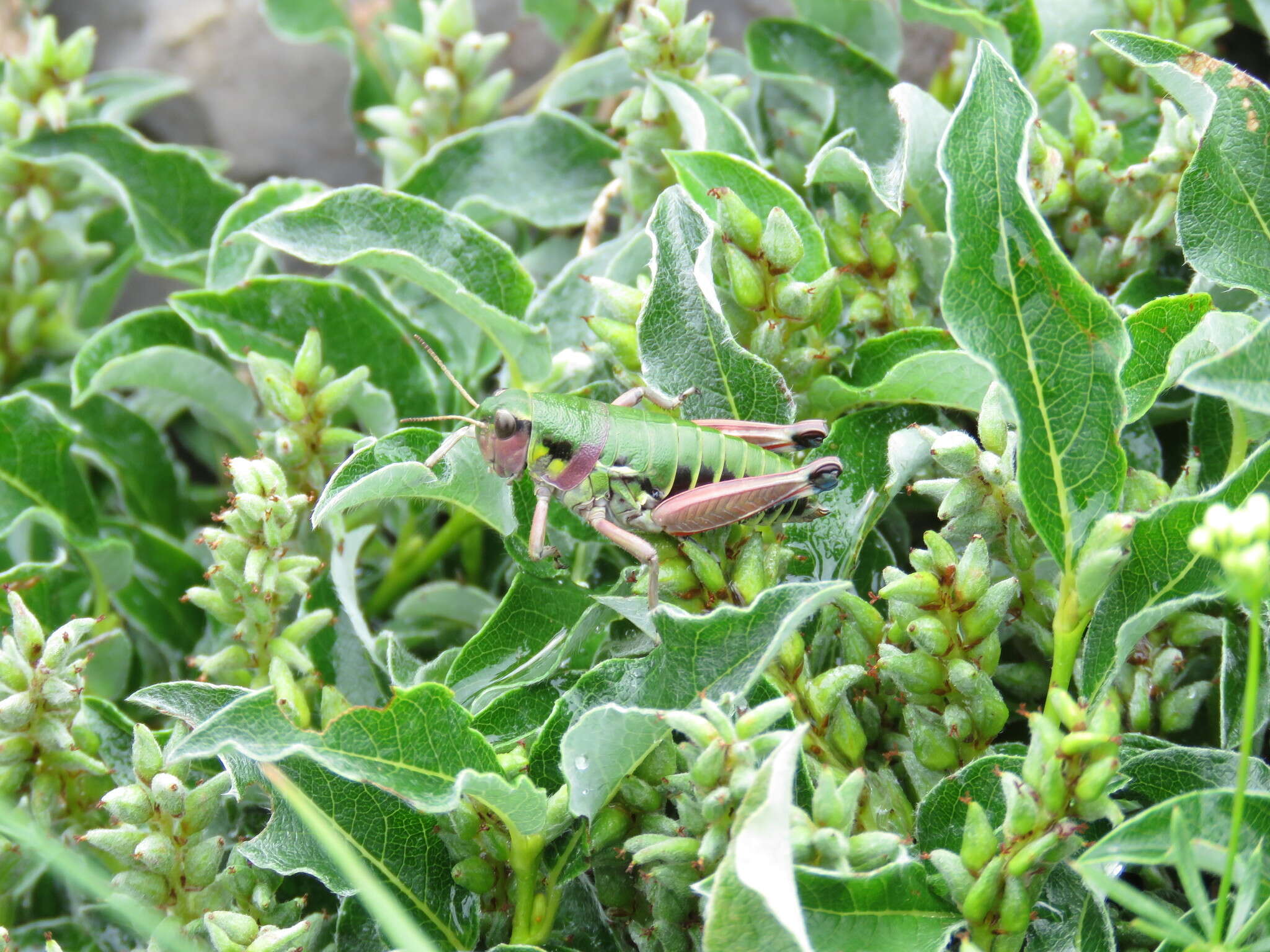 Plancia ëd Cophopodisma pyrenaea (Fischer 1853)