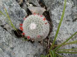 Image of Mammillaria albilanata subsp. tegelbergiana (G. E. Linds.) D. R. Hunt