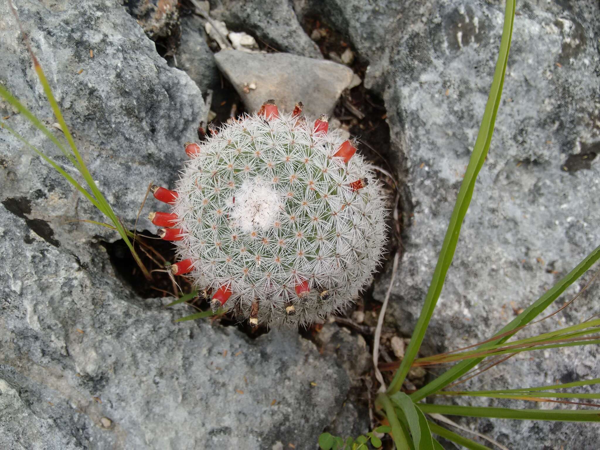 Image of Mammillaria albilanata subsp. tegelbergiana (G. E. Linds.) D. R. Hunt