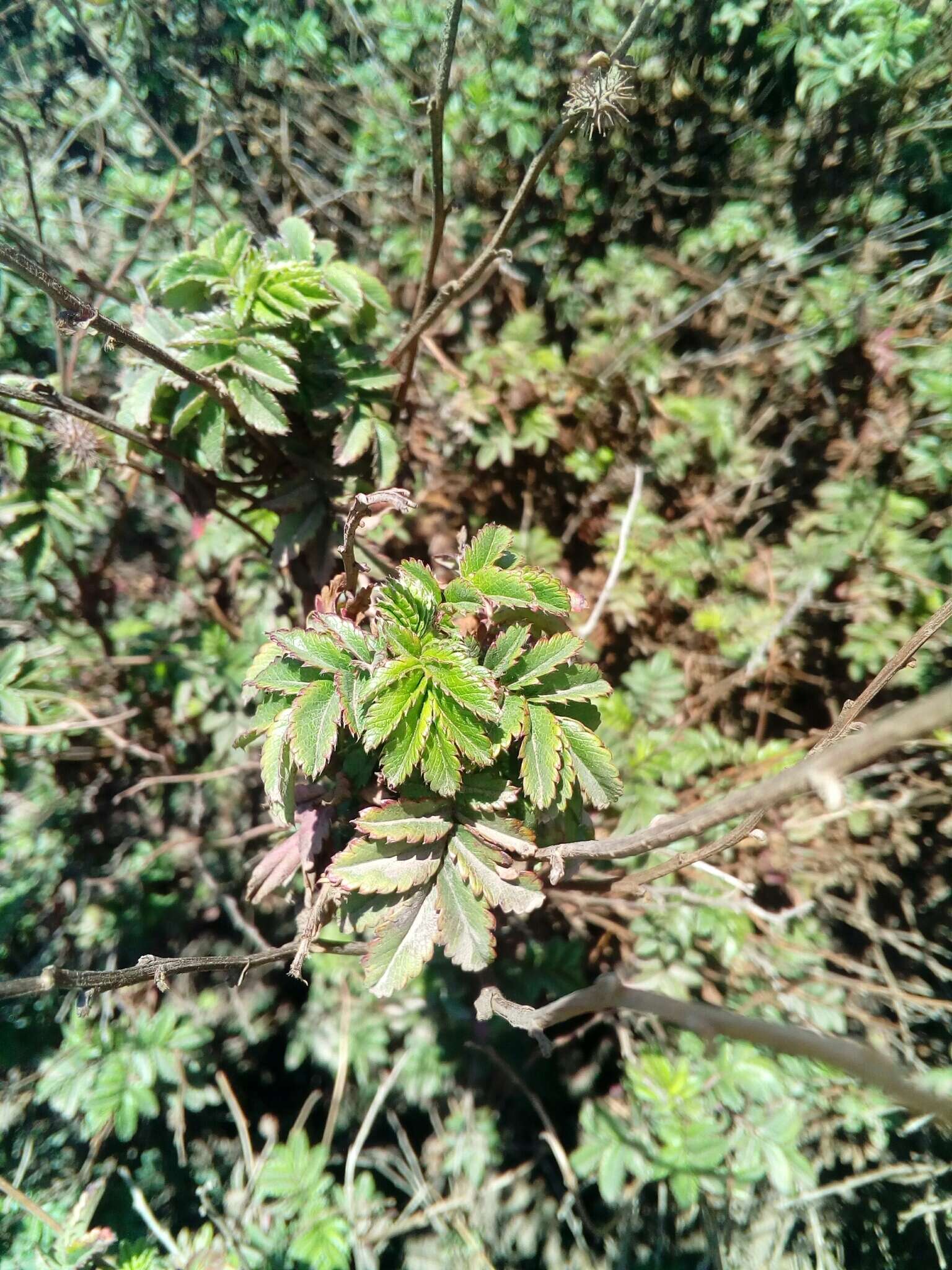 Image of Acaena elongata L.