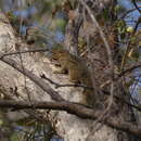 Image of Kintampo Rope Squirrel