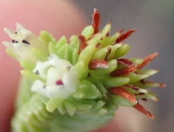 Image of Crassula ericoides subsp. ericoides