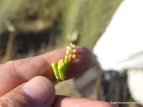 Image of Reseda stricta Pers.