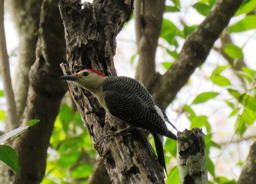 Image of Golden-fronted Woodpecker