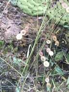 Image of Santa Cruz Island ticktrefoil