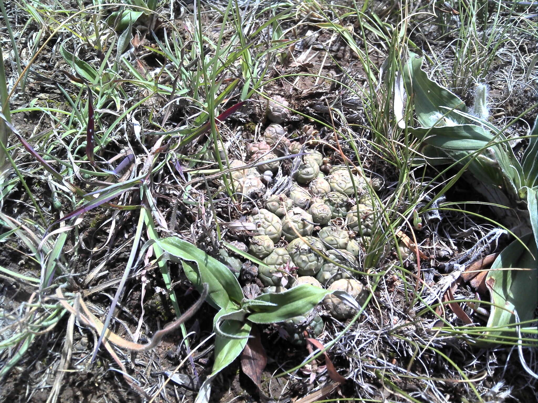 Image of Globose Euphorbia