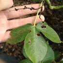 Image of Jatropha hippocastanifolia Croizat