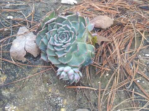 Sivun Echeveria chihuahuaensis v. Poelln. kuva