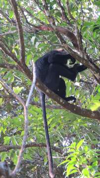 Image of Black Leaf Monkey