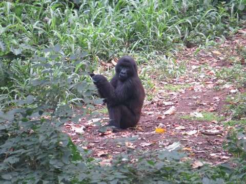 Image of Mountain Gorilla