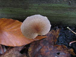 Imagem de Inocybe lanuginosa (Bull.) P. Kumm. 1871