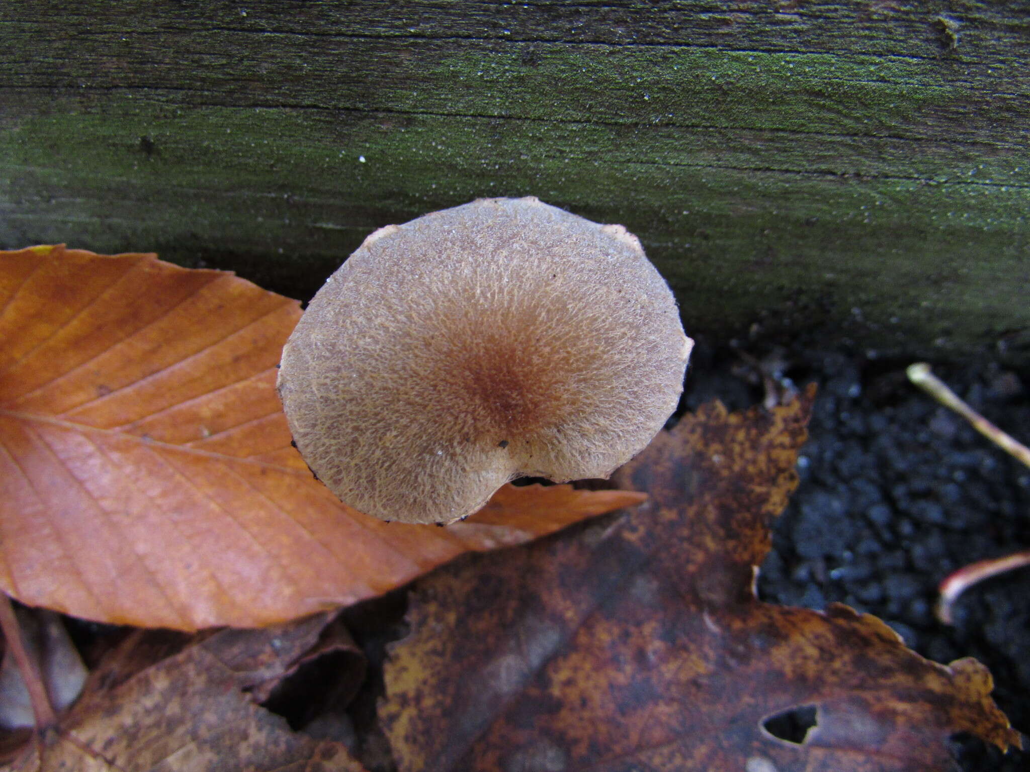 Inocybe lanuginosa (Bull.) P. Kumm. 1871 resmi