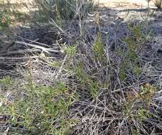 Image of Lepidium leptopetalum (F. Muell.) F. Muell.