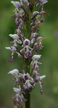 Image of Orchis simia subsp. simia