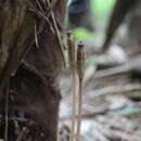 Image of Gastrodia confusoides T. C. Hsu, S. W. Chung & C. M. Kuo