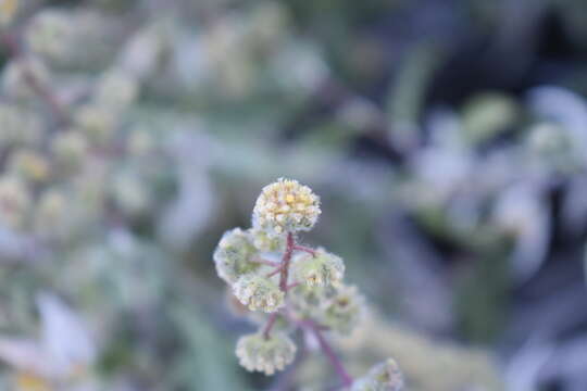 Image of Ambrosia flexuosa (A. Gray) W. W. Payne