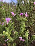 Image of Pelargonium crispum (Berg.) L'Her.