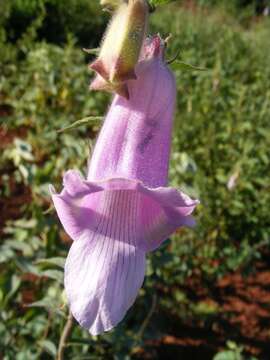 Image of African foxglove