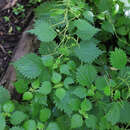 Image of Urtica laetevirens Maxim.