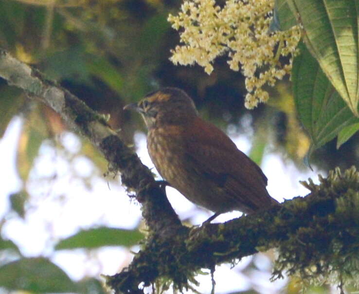 Image of Scaly-throated Foliage-gleaner