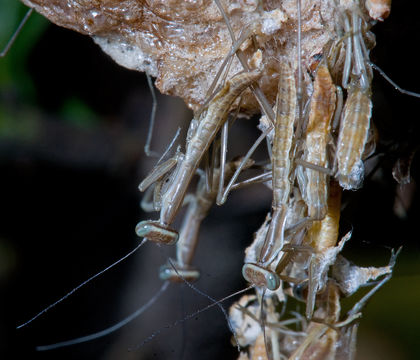 Image of Chinese mantid