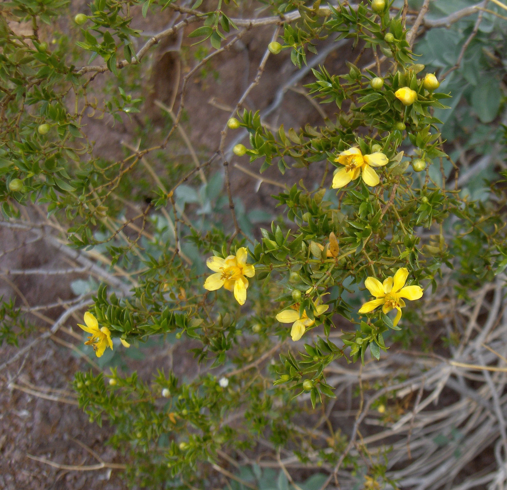 creosote bush media Encyclopedia of Life