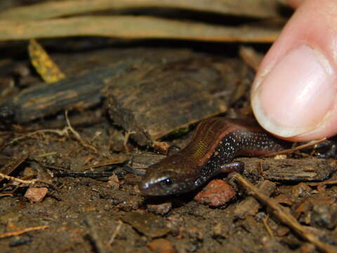 Tytthoscincus temmincki (Duméril & Bibron 1839) resmi