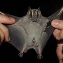 Image of Recife Broad-nosed Bat