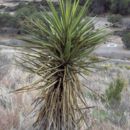 Image of <i>Yucca torreyi</i>