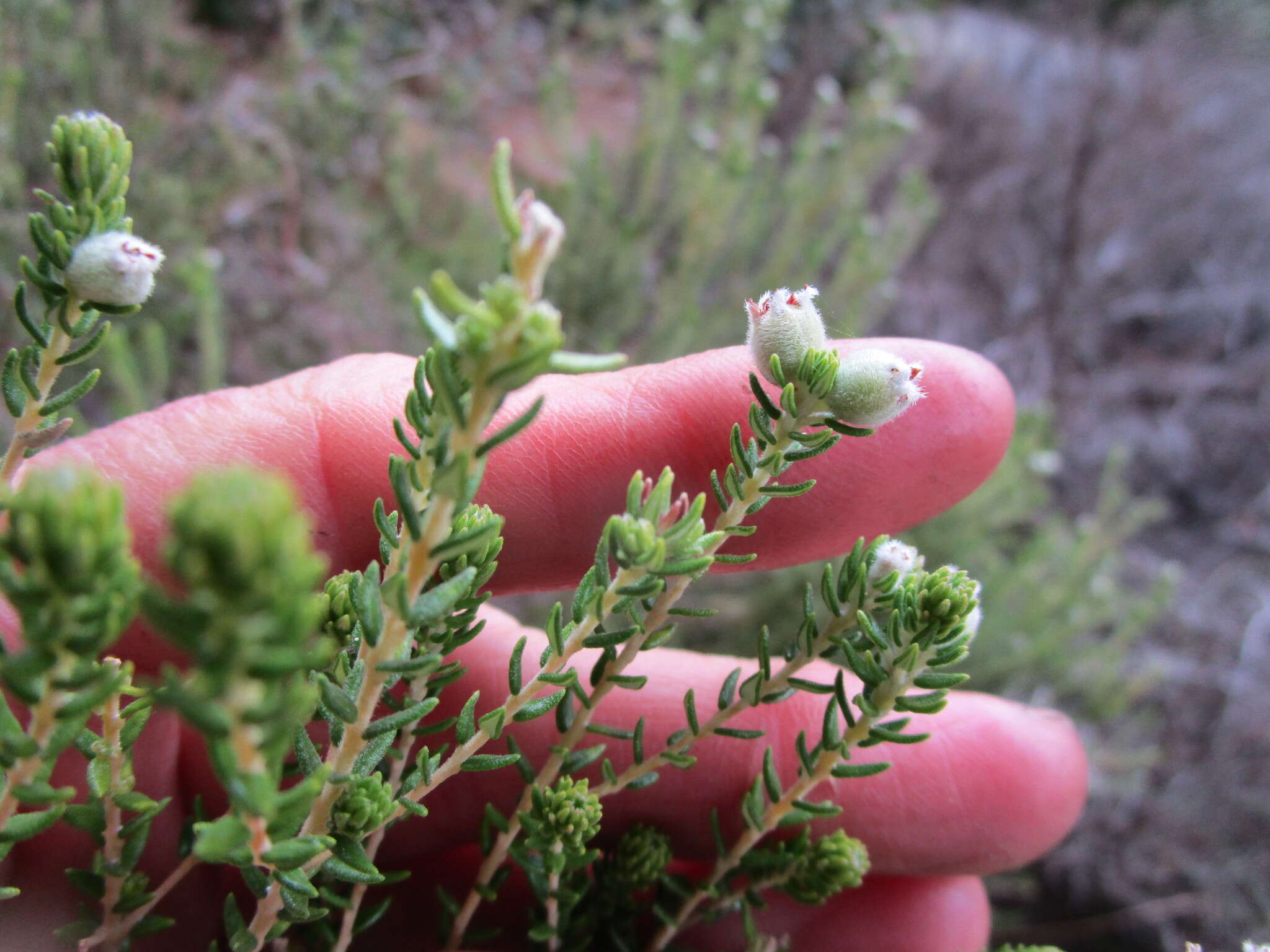 Image of Phylica purpurea var. floccosa Pillans