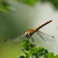 Image of Ruddy Darter