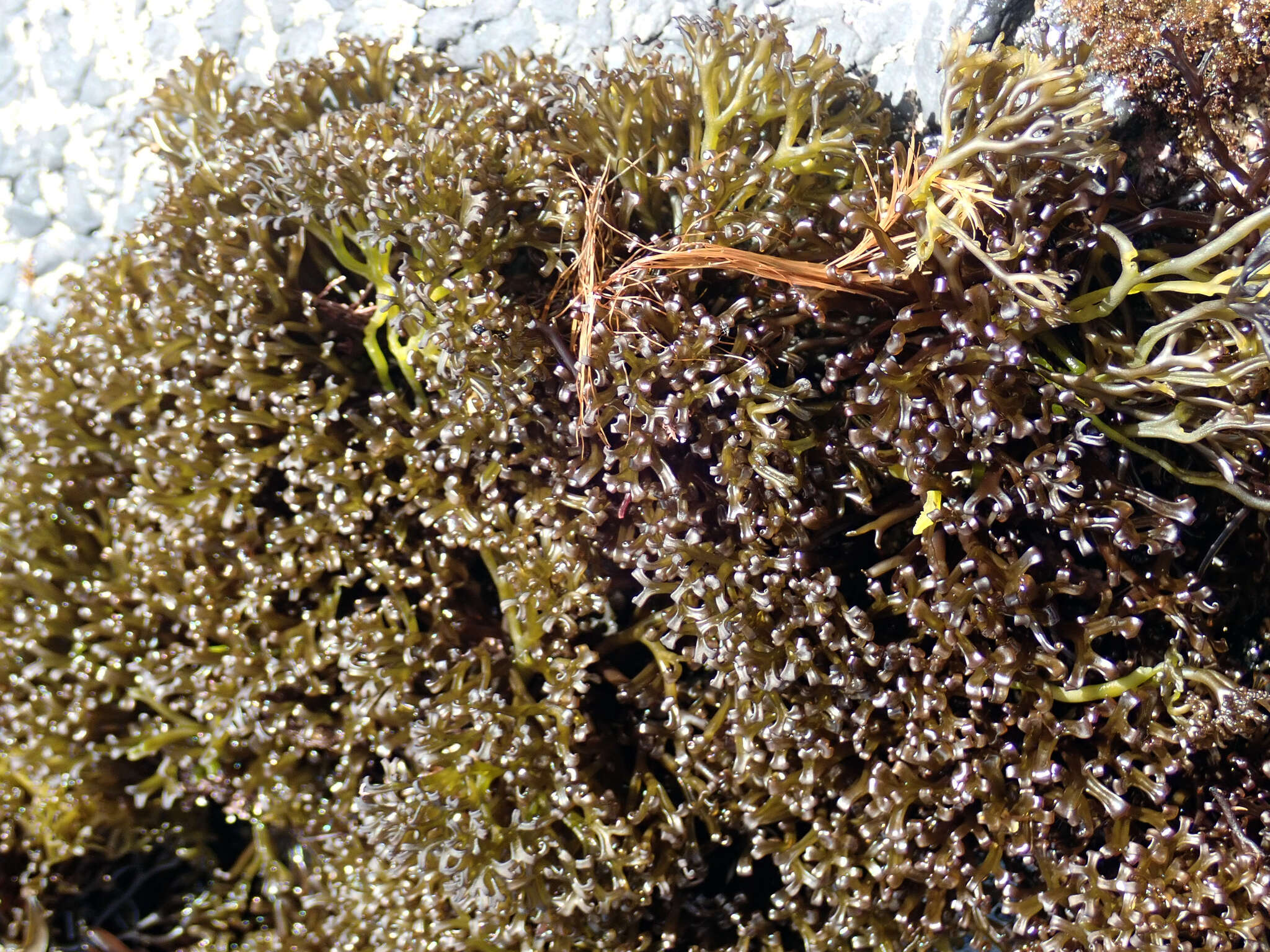 Image of Psilophycus alveatus (Turner) W. A. Nelson, Leister & Hommersand 2011